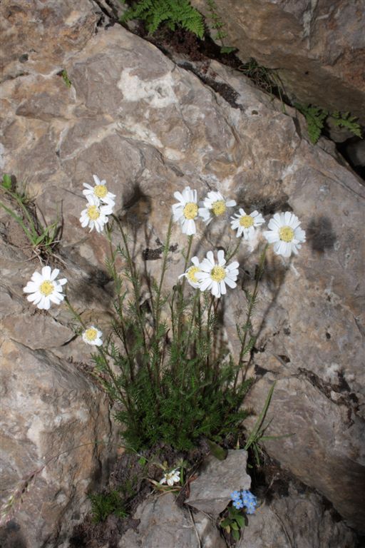 Achillea da determinare - Achillea cfr. barrelieri